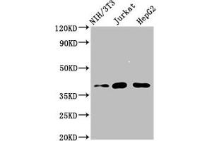 Western Blot Positive WB detected in: NIH/3T3 whole cell lysate, Jurkat whole cell lysate, HepG2 whole cell lysate All lanes: RNF2 antibody at 4 μg/mL Secondary Goat polyclonal to rabbit IgG at 1/50000 dilution Predicted band size: 38, 30 kDa Observed band size: 38 kDa (RNF2 Antikörper  (AA 158-290))