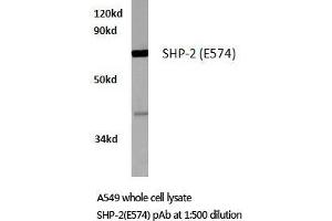 Western blot (WB) analysis of SH-PTP2 antibody in extracts from A549 cells. (PTPN11 Antikörper)