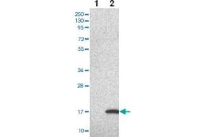 Western blot analysis of Lane 1: Negative control (vector only transfected HEK293T lysate) Lane 2: Over-expression Lysate (Co-expressed with a C-terminal myc-DDK tag (~3. (LSM5 Antikörper)