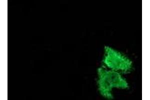 Anti-MSI1 mouse monoclonal antibody (ABIN2454101) immunofluorescent staining of COS7 cells transiently transfected by pCMV6-ENTRY MSI1 (RC215992). (MSI1 Antikörper)