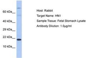 Image no. 1 for anti-Hematological and Neurological Expressed 1 (HN1) (C-Term) antibody (ABIN6750353) (HN1 Antikörper  (C-Term))