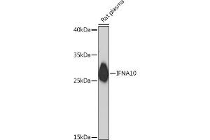 Western blot analysis of extracts of Rat plasma, using IFN Rabbit pAb (ABIN7267964) at 1:1000 dilution. (IFNA10 Antikörper  (AA 24-100))