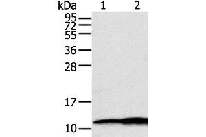 Western Blot analysis of Hepg2 and A549 cell using S100A11 Polyclonal Antibody at dilution of 1:600 (S100A11 Antikörper)