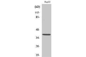 Western Blotting (WB) image for anti-Induced Myeloid Leukemia Cell Differentiation Protein Mcl-1 (MCL1) (Internal Region) antibody (ABIN6284565)