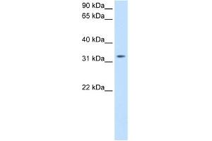 WB Suggested Anti-TRH Antibody Titration:  0.