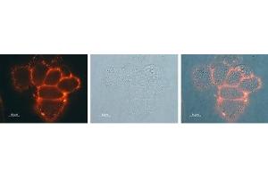 Expression of Kir3. (KCNJ3 Antikörper  (Extracellular))