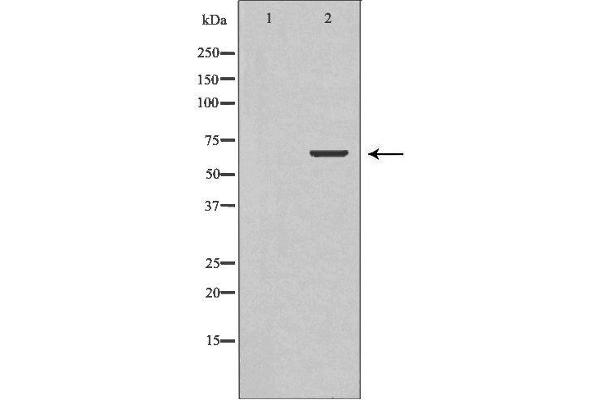 TCTN3 Antikörper  (Internal Region)