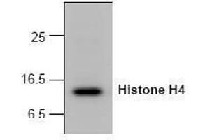 Image no. 1 for anti-Histone H4 (N-Term) antibody (ABIN127256) (Histone H4 Antikörper  (N-Term))