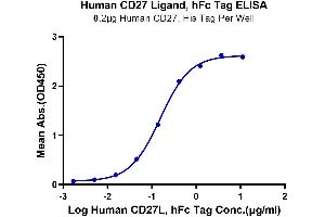 Immobilized Human CD27, His Tag at 2 μg/mL (100 μL/Well). (CD70 Protein (AA 39-193) (Fc Tag))