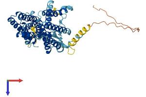 Membrane transport protein XK (XK) (AA 1-444) protein (His tag)