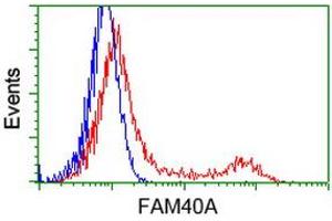 Image no. 5 for anti-Striatin Interacting Protein 1 (STRIP1) antibody (ABIN1498205) (STRIP1 Antikörper)