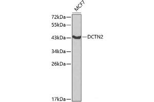 Western blot analysis of extracts of MCF-7 cells using DCTN2 Polyclonal Antibody at dilution of 1:1000. (Dynamitin Antikörper)