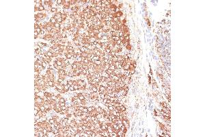 Immunohistochemistry of paraffin-embedded rat ovary using KCNS3 antibody (ABIN6132153, ABIN6142774, ABIN6142775 and ABIN6223897) at dilution of 1:100 (40x lens). (KCNS3 Antikörper  (AA 1-180))