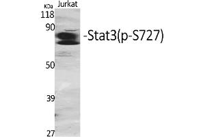 Western Blot analysis of various cells using Phospho-Stat3 (S727) Polyclonal Antibody diluted at 1:2000.