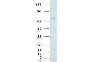 Western Blotting (WB) image for Protein Kinase C, gamma (PRKCG) protein (Myc-DYKDDDDK Tag) (ABIN2729627)