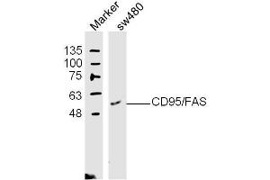 (Human Cell Line) SW480 lysates probed with Apo-1 Polyclonal Antibody, unconjugated  at 1:300 overnight at 4°C followed by a conjugated secondary antibody at 1:10000 for 60 minutes at 37°C. (FAS Antikörper  (AA 81-170))