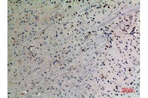 Immunohistochemistry (IHC) analysis of paraffin-embedded Mouse Brain, antibody was diluted at 1:100. (PPID Antikörper  (C-Term))
