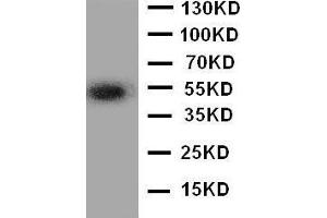 Anti-ANGPTL3 antibody, Western blotting WB: A549 Cell Lysate (ANGPTL3 Antikörper  (N-Term))