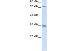 RHOX11 antibody used at 0. (RHOX11 Antikörper  (N-Term))