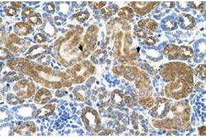Immunohistochemical staining (Formalin-fixed paraffin-embedded sections) of human kidney with ATIC polyclonal antibody  at 4-8 ug/mL working concentration. (ATIC Antikörper  (Internal Region))