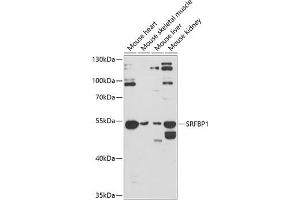 Western blot analysis of extracts of various cell lines, using SRFBP1 antibody (ABIN6132694, ABIN6148436, ABIN6148437 and ABIN6224815) at 1:3000 dilution. (SRFBP1 Antikörper  (AA 1-300))