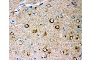 IHC-P: GLUR2 antibody testing of mouse brain tissue (GRIA2 Antikörper  (AA 25-360))