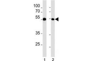 MEF2C antibody western blot analysis in 1) HL-60 and 2) K562 lysate. (MEF2C Antikörper  (AA 365-394))