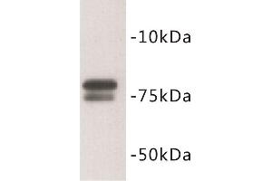 Western Blotting (WB) image for anti-Golgin A5 (GOLGA5) antibody (ABIN1854908)