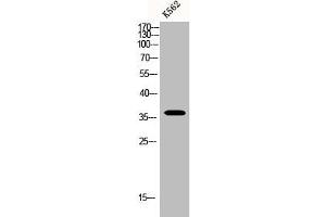 Western Blot analysis of K562 cells using BNIP-2 Polyclonal Antibody (BNIP2 Antikörper  (Internal Region))