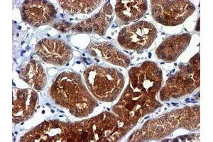 Image no. 2 for anti-NADH Dehydrogenase (Ubiquinone) Complex I, Assembly Factor 7 (NDUFAF7) antibody (ABIN1499667) (NDUFAF7 Antikörper)