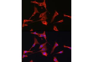 Immunofluorescence (IF) image for anti-Phosphoinositide-3-Kinase, Catalytic, gamma Polypeptide (PIK3CG) (AA 1-200) antibody (ABIN6145638)