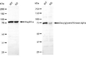 Western blotting analysis using diacylglycerol kinase alpha antibody (ABIN7798324). (Rekombinanter DGKA Antikörper)