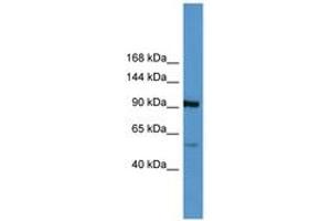Image no. 1 for anti-Apolipoprotein A (APOA) (AA 3962-4011) antibody (ABIN6746793)