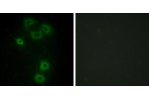 Peptide - +Immunofluorescence analysis of A549 cells, using BMX antibody. (BMX Antikörper  (N-Term))