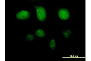 Immunofluorescence of purified MaxPab antibody to TAF7 on HeLa cell. (TAF7 Antikörper  (AA 1-349))