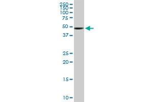 Western Blotting (WB) image for anti-UDP-Glucose Pyrophosphorylase 2 (UGP2) (AA 1-90) antibody (ABIN563340)
