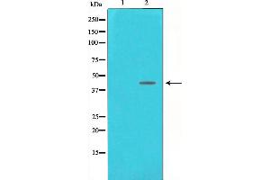 Western blot analysis on NIH-3T3 cell lysate using DNA Polymerase beta Antibody,The lane on the left is treated with the antigen-specific peptide. (POLB Antikörper  (C-Term))