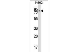 REC8 Antibody (Center) (ABIN657493 and ABIN2846519) western blot analysis in K562 cell line lysates (35 μg/lane).