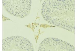 ABIN6277186 at 1/100 staining Mouse testis tissue by IHC-P. (PATE3 Antikörper  (Internal Region))