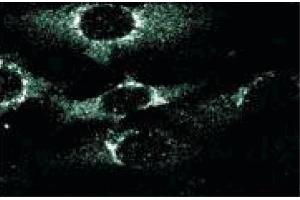 Immunofluorescence (IF) image for anti-Golgi-Associated, gamma Adaptin Ear Containing, ARF Binding Protein 3 (GGA3) (AA 424-542) antibody (ABIN968815)
