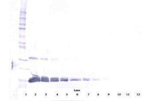 Image no. 2 for anti-Vascular Endothelial Growth Factor A (VEGFA) antibody (Biotin) (ABIN465276) (VEGFA Antikörper  (Biotin))