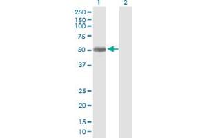 Western Blot analysis of PLEKHA8 expression in transfected 293T cell line by PLEKHA8 MaxPab polyclonal antibody. (PLEKHA8 Antikörper  (AA 1-440))