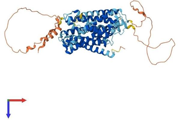 SLC38A4 Protein (AA 1-547) (His tag)