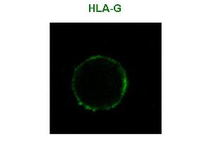 Immunofluorescence staining of HLA-G1 transfectants (LCL-HLA-G1) using anti-human HLA-G () Alexa Fluor ® 488 Fab-fragment. (HLAG Antikörper)
