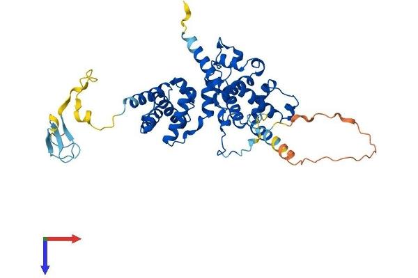 BRF2 Protein (AA 1-419) (His tag)