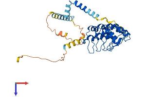 ANKRD2 Protein (AA 1-328) (His tag)