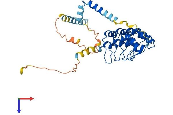 ANKRD2 Protein (AA 1-328) (His tag)