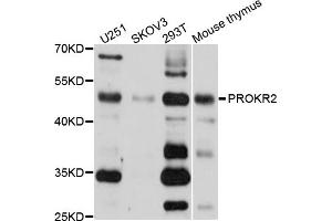 Western blot analysis of extracts of various cell lines, using PROKR2 antibody (ABIN1874340) at 1:1000 dilution. (Prokineticin Receptor 2 Antikörper)