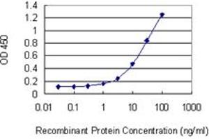 Detection limit for recombinant GST tagged RHOQ is 0. (RHOQ Antikörper  (AA 106-204))