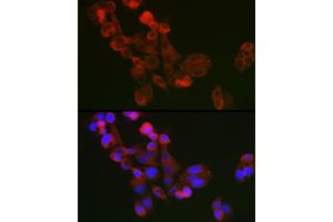 Immunofluorescence analysis of  cells using ECM1 Rabbit pAb (ABIN7267071) at dilution of 1:100 (40x lens).